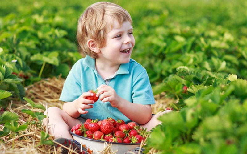 schumachersboypickingstrawberries Schumacher's Nursery & Berry Farm