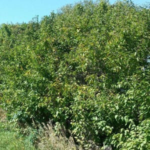 Plum American Prunus Americana Schumacher S Nursery Berry Farm