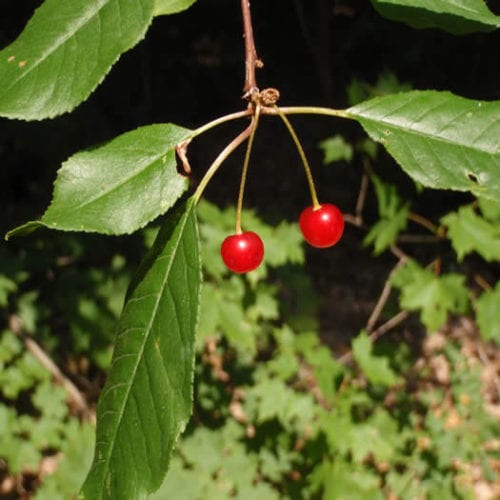 Cherry Pin Prunus Pennsylvanica Schumacher S Nursery Berry Farm