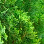 Arborvitae, Nigra- Dark Green(thuja Occidentalis 'nigra') - Schumacher 