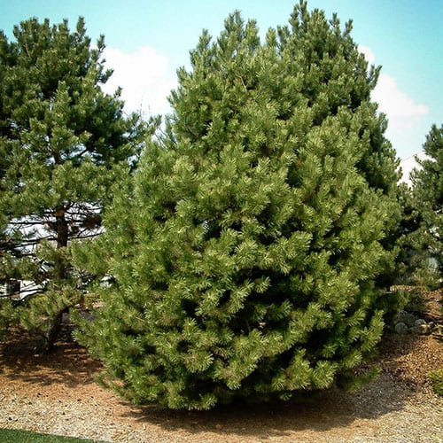 pine-austrian