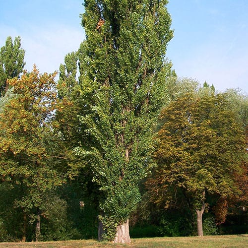 poplar-lombardy-thevestina