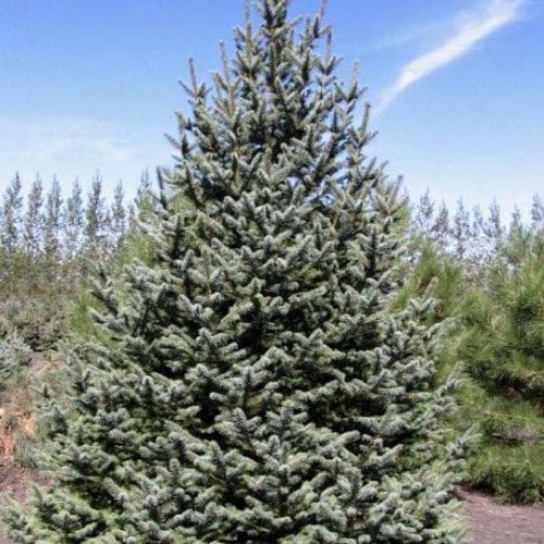 Spruce, Meyer(Picea Meyeri) Schumacher's Nursery & Berry Farm