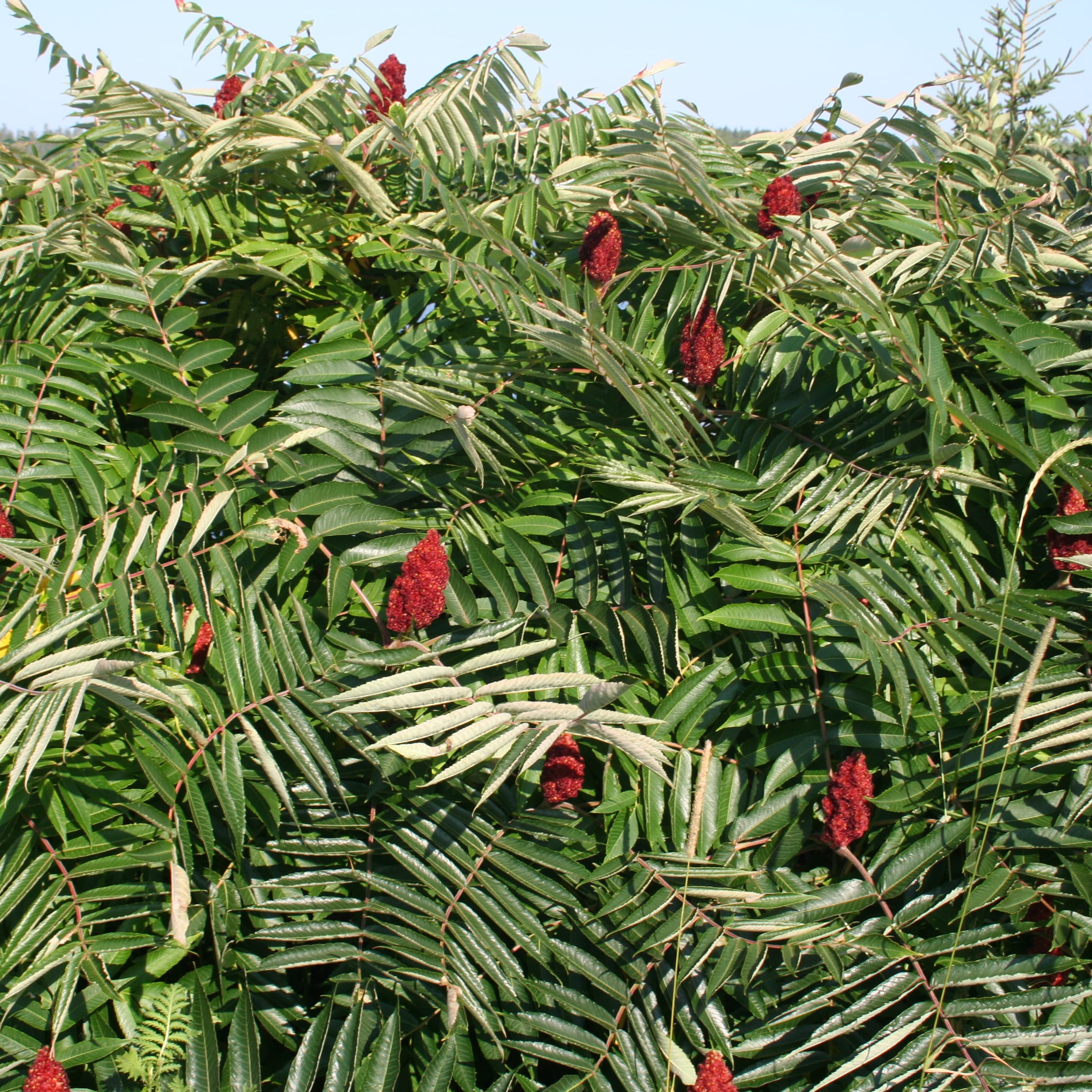 Sumac, Staghorn(Rhus Typhina) Schumacher's Nursery & Berry Farm