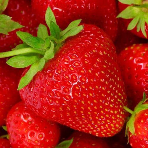 Strawberrypage1 Schumacher's Nursery & Berry Farm