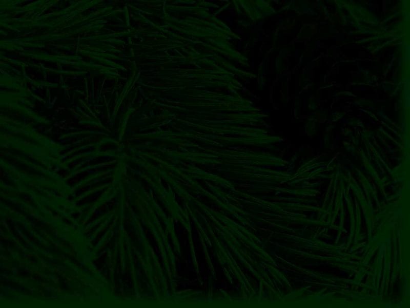 bggreenpine Schumacher's Nursery & Berry Farm