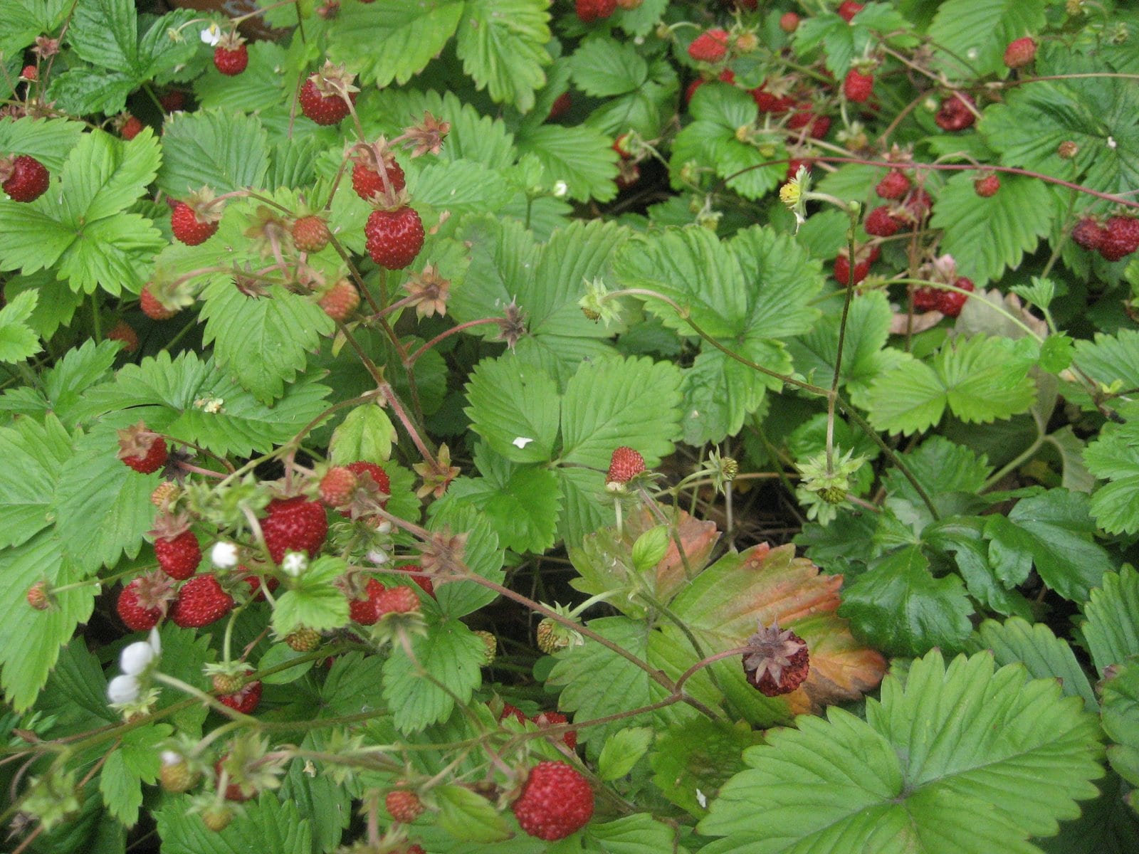 strawberry patch - Schumacher's Nursery & Berry Farm