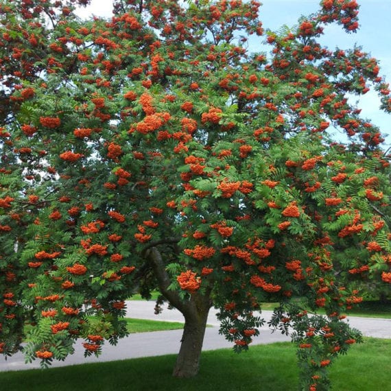 Ash, Mountain(Sorbus Americana) - Schumacher's Nursery & Berry Farm