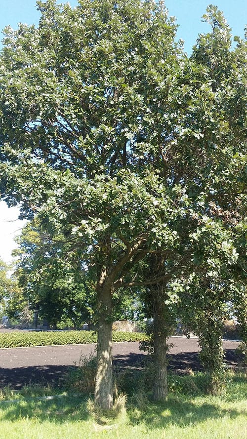 buroak Schumacher's Nursery & Berry Farm