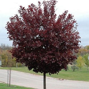 Cherry Canada Red