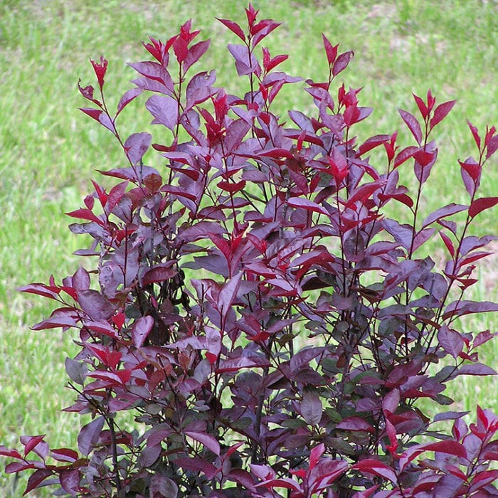 MJS purpleleaf sand cherry.jpg - Schumacher's Nursery & Berry Farm