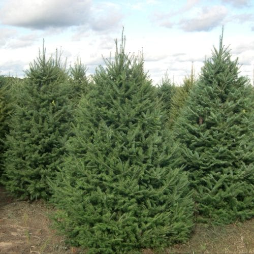 Fir, Balsam(Abies Balsamea) - Schumacher's Nursery & Berry Farm