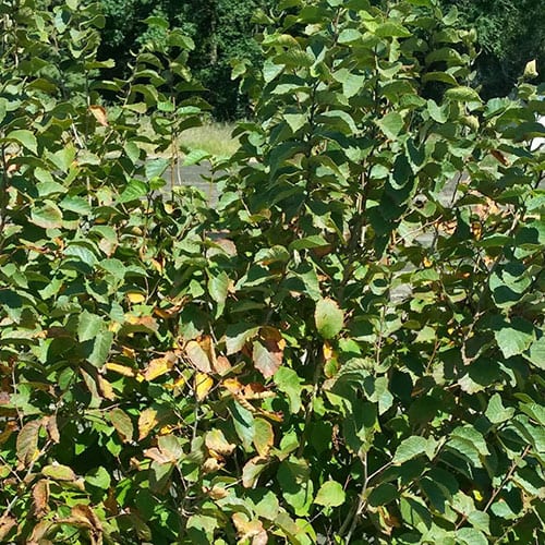 hazelnut Schumacher's Nursery & Berry Farm