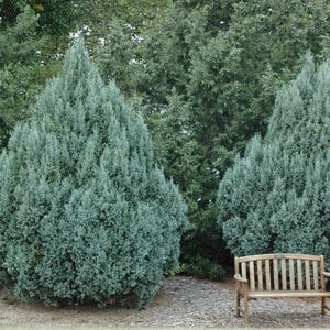 Juniper, Rocky Mountain(Juniperus Scopulorum) - Schumacher's Nursery ...