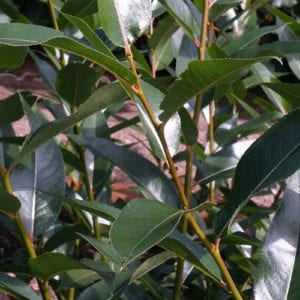 Willow, Laurel Leaf(Salix Pentandra) - Schumacher's Nursery & Berry Farm