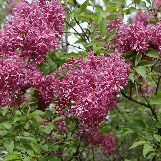 Lilac, Chinese