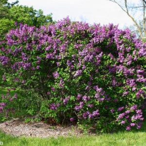 Lilac, Common Purple(Syringa Vulgaris) - Schumacher's Nursery & Berry Farm