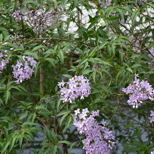 lilac-persian-web