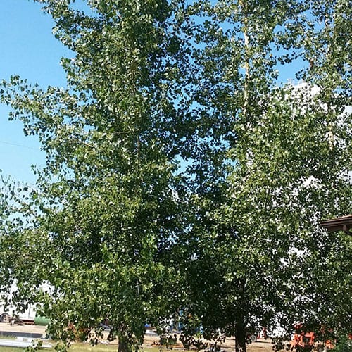 malecottonwood Schumacher's Nursery & Berry Farm