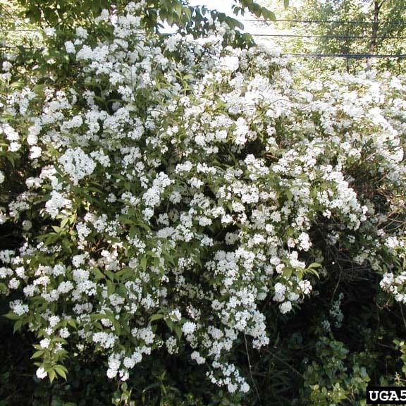 Ninebark Common - Schumacher's Nursery & Berry Farm