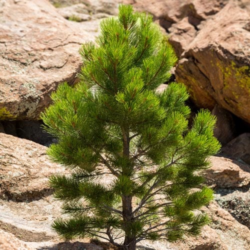 ponderosa-pine-tree