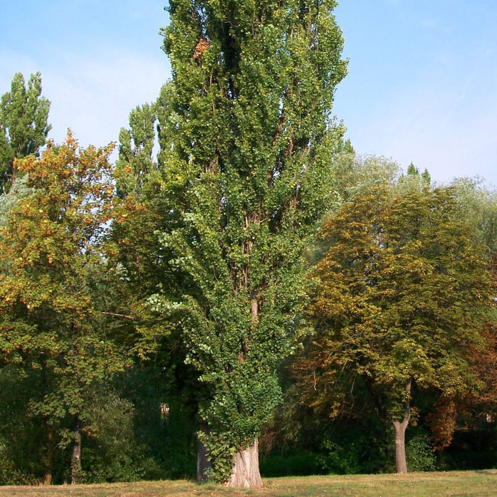 Poplar lombardy thevestina - Schumacher's Nursery & Berry Farm