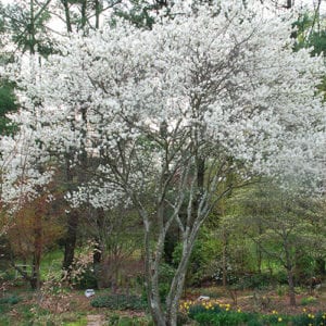 Serviceberry (Juneberry)(Amelanchier Alnifolia) - Schumacher's Nursery ...