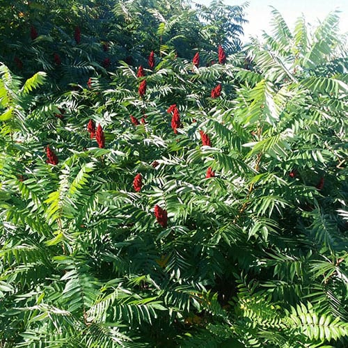 smoothsumac Schumacher's Nursery & Berry Farm
