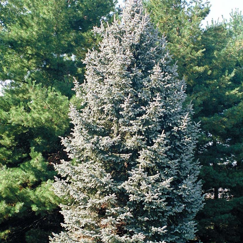 Spruce white - Schumacher's Nursery & Berry Farm